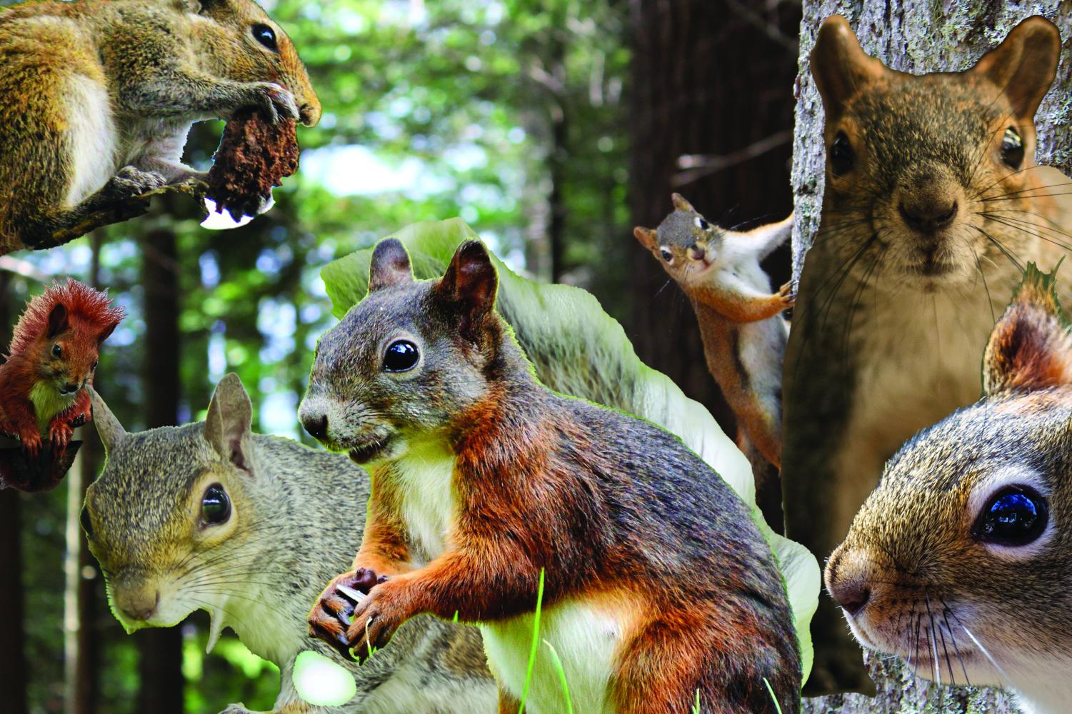 Student Government taken over by Revolutionary UNI squirrels – Northern ...