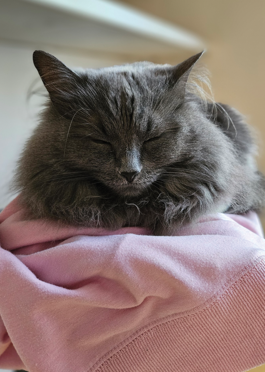 Managing Editor Sophie Hoffmeier's cat Bunnie is fluffy and sleepy.