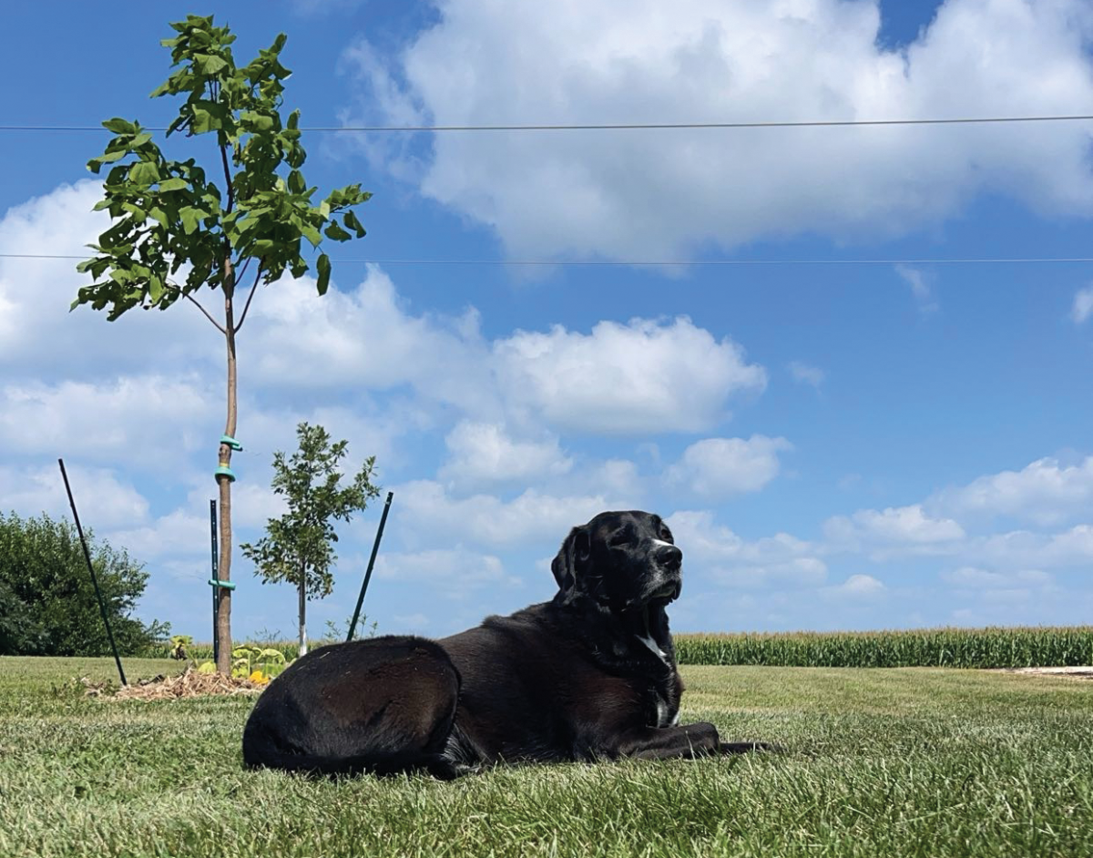 Campus Life Editor Estelle Johnson's lab mix White Sox enjoying a cool fall breeze.