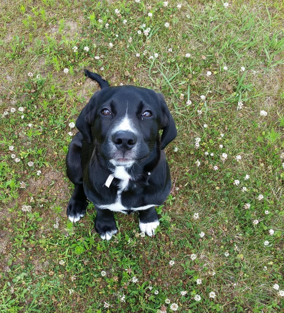 Sox was the runt of her litter. She was not the most energetic puppy, she spent a lot of her time sleeping on couches.